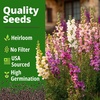 image:imageHOME GROWN Zinnia Cactus Mix Seeds  2000 Heirloom NonGMO Flower Seeds for Spring 2026 Planting Outdoors Large Cactus Blooms Tall Cut Flower Garden USDA Zones 310 Zinnia elegansSnapdragon Fairy  Medium