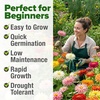 image:imageHOME GROWN Zinnia Cactus Mix Seeds  2000 Heirloom NonGMO Flower Seeds for Spring 2026 Planting Outdoors Large Cactus Blooms Tall Cut Flower Garden USDA Zones 310 Zinnia elegansZinnia Cactus  Large