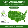 image:imageHOME GROWN Zinnia Cactus Mix Seeds  2000 Heirloom NonGMO Flower Seeds for Spring 2026 Planting Outdoors Large Cactus Blooms Tall Cut Flower Garden USDA Zones 310 Zinnia elegansSnapdragon Tetra Mix  Large