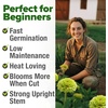 image:imageHOME GROWN Zinnia Cactus Mix Seeds  2000 Heirloom NonGMO Flower Seeds for Spring 2026 Planting Outdoors Large Cactus Blooms Tall Cut Flower Garden USDA Zones 310 Zinnia elegansGreen Zinnia Envy  Medium