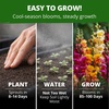 image:imageHOME GROWN Zinnia Cactus Mix Seeds  2000 Heirloom NonGMO Flower Seeds for Spring 2026 Planting Outdoors Large Cactus Blooms Tall Cut Flower Garden USDA Zones 310 Zinnia elegansSnapdragon Tetra Mix  Large