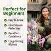 image:imageHOME GROWN Zinnia Cactus Mix Seeds  2000 Heirloom NonGMO Flower Seeds for Spring 2026 Planting Outdoors Large Cactus Blooms Tall Cut Flower Garden USDA Zones 310 Zinnia elegansSnapdragon Fairy  Medium