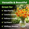 image:imageHOME GROWN Zinnia Cactus Mix Seeds  2000 Heirloom NonGMO Flower Seeds for Spring 2026 Planting Outdoors Large Cactus Blooms Tall Cut Flower Garden USDA Zones 310 Zinnia elegansCosmos Bright Lights  Large