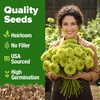 image:imageHOME GROWN Zinnia Cactus Mix Seeds  2000 Heirloom NonGMO Flower Seeds for Spring 2026 Planting Outdoors Large Cactus Blooms Tall Cut Flower Garden USDA Zones 310 Zinnia elegansGreen Zinnia Envy  Medium