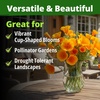 image:imageHOME GROWN Zinnia Cactus Mix Seeds  2000 Heirloom NonGMO Flower Seeds for Spring 2026 Planting Outdoors Large Cactus Blooms Tall Cut Flower Garden USDA Zones 310 Zinnia elegansPoppy Golden West  Medium