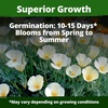 image:imageHOME GROWN Zinnia Cactus Mix Seeds  2000 Heirloom NonGMO Flower Seeds for Spring 2026 Planting Outdoors Large Cactus Blooms Tall Cut Flower Garden USDA Zones 310 Zinnia elegansPoppy Ivory Castle  Medium