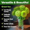 image:imageHOME GROWN Zinnia Cactus Mix Seeds  2000 Heirloom NonGMO Flower Seeds for Spring 2026 Planting Outdoors Large Cactus Blooms Tall Cut Flower Garden USDA Zones 310 Zinnia elegansGreen Zinnia Envy  Medium