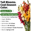 image:imageHOME GROWN Zinnia Cactus Mix Seeds  2000 Heirloom NonGMO Flower Seeds for Spring 2026 Planting Outdoors Large Cactus Blooms Tall Cut Flower Garden USDA Zones 310 Zinnia elegansSnapdragon Tetra Mix  Large