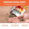 image:imageHOME GROWN Zinnia Cactus Mix Seeds  2000 Heirloom NonGMO Flower Seeds for Spring 2026 Planting Outdoors Large Cactus Blooms Tall Cut Flower Garden USDA Zones 310 Zinnia elegansZinnia Cactus  Medium