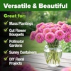 image:imageHOME GROWN Zinnia Cactus Mix Seeds  2000 Heirloom NonGMO Flower Seeds for Spring 2026 Planting Outdoors Large Cactus Blooms Tall Cut Flower Garden USDA Zones 310 Zinnia elegansPink Zinnia Luminosa  Large
