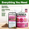 image:imageHOME GROWN Zinnia Cactus Mix Seeds  2000 Heirloom NonGMO Flower Seeds for Spring 2026 Planting Outdoors Large Cactus Blooms Tall Cut Flower Garden USDA Zones 310 Zinnia elegansPink Zinnia Luminosa  Large