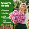 image:imageHOME GROWN Zinnia Cactus Mix Seeds  2000 Heirloom NonGMO Flower Seeds for Spring 2026 Planting Outdoors Large Cactus Blooms Tall Cut Flower Garden USDA Zones 310 Zinnia elegansPink Zinnia Luminosa  Large