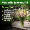 image:imageHOME GROWN Zinnia Cactus Mix Seeds  2000 Heirloom NonGMO Flower Seeds for Spring 2026 Planting Outdoors Large Cactus Blooms Tall Cut Flower Garden USDA Zones 310 Zinnia elegansSnapdragon Northern Light  Medium