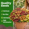 image:imageHOME GROWN Zinnia Cactus Mix Seeds  2000 Heirloom NonGMO Flower Seeds for Spring 2026 Planting Outdoors Large Cactus Blooms Tall Cut Flower Garden USDA Zones 310 Zinnia elegansColeus Rainbow  Large