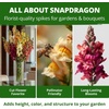 image:imageHOME GROWN Zinnia Cactus Mix Seeds  2000 Heirloom NonGMO Flower Seeds for Spring 2026 Planting Outdoors Large Cactus Blooms Tall Cut Flower Garden USDA Zones 310 Zinnia elegansSnapdragon Tetra Mix  Large