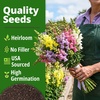 image:imageHOME GROWN Zinnia Cactus Mix Seeds  2000 Heirloom NonGMO Flower Seeds for Spring 2026 Planting Outdoors Large Cactus Blooms Tall Cut Flower Garden USDA Zones 310 Zinnia elegansSnapdragon Northern Light  Medium