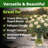 image:imageHOME GROWN Zinnia Cactus Mix Seeds  2000 Heirloom NonGMO Flower Seeds for Spring 2026 Planting Outdoors Large Cactus Blooms Tall Cut Flower Garden USDA Zones 310 Zinnia elegansPoppy Ivory Castle  Medium