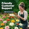 image:imageHOME GROWN Zinnia Cactus Mix Seeds  2000 Heirloom NonGMO Flower Seeds for Spring 2026 Planting Outdoors Large Cactus Blooms Tall Cut Flower Garden USDA Zones 310 Zinnia elegansZinnia Cactus  Large