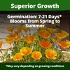 image:imageHOME GROWN Zinnia Cactus Mix Seeds  2000 Heirloom NonGMO Flower Seeds for Spring 2026 Planting Outdoors Large Cactus Blooms Tall Cut Flower Garden USDA Zones 310 Zinnia elegansPoppy Golden West  Medium