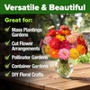 image:imageHOME GROWN Zinnia Cactus Mix Seeds  2000 Heirloom NonGMO Flower Seeds for Spring 2026 Planting Outdoors Large Cactus Blooms Tall Cut Flower Garden USDA Zones 310 Zinnia elegansZinnia Cactus  Large