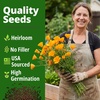 image:imageHOME GROWN Zinnia Cactus Mix Seeds  2000 Heirloom NonGMO Flower Seeds for Spring 2026 Planting Outdoors Large Cactus Blooms Tall Cut Flower Garden USDA Zones 310 Zinnia elegansPoppy Golden West  Medium