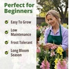 image:imageHOME GROWN Zinnia Cactus Mix Seeds  2000 Heirloom NonGMO Flower Seeds for Spring 2026 Planting Outdoors Large Cactus Blooms Tall Cut Flower Garden USDA Zones 310 Zinnia elegansSnapdragon Northern Light  Medium