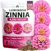 image:imageHOME GROWN Zinnia Cactus Mix Seeds  2000 Heirloom NonGMO Flower Seeds for Spring 2026 Planting Outdoors Large Cactus Blooms Tall Cut Flower Garden USDA Zones 310 Zinnia elegansPink Zinnia Luminosa  Large