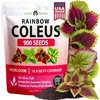 Coleus Rainbow - Medium