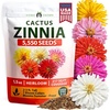 Zinnia Cactus - Large