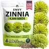 Green Zinnia Envy - Medium