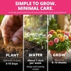 image:imageHOME GROWN Cosmos Bright Lights Mix Seeds  400 Cosmos Sulphureus for Planting Spring 2026 Refined Wildflower Herb Seed Mix Easy Grow Outdoor Flower Seeds for GardensZinnia Thumbelina 2pack