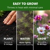 image:imageHOME GROWN Cosmos Bright Lights Mix Seeds  400 Cosmos Sulphureus for Planting Spring 2026 Refined Wildflower Herb Seed Mix Easy Grow Outdoor Flower Seeds for GardensCosmos Candystripe