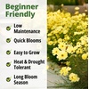 image:imageHOME GROWN Cosmos Bright Lights Mix Seeds  400 Cosmos Sulphureus for Planting Spring 2026 Refined Wildflower Herb Seed Mix Easy Grow Outdoor Flower Seeds for GardensCosmos Dwarf Lemon 2pack