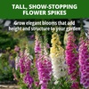 image:imageHOME GROWN Cosmos Bright Lights Mix Seeds  400 Cosmos Sulphureus for Planting Spring 2026 Refined Wildflower Herb Seed Mix Easy Grow Outdoor Flower Seeds for GardensFoxglove Excelsior
