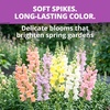 image:imageHOME GROWN Cosmos Bright Lights Mix Seeds  400 Cosmos Sulphureus for Planting Spring 2026 Refined Wildflower Herb Seed Mix Easy Grow Outdoor Flower Seeds for GardensSnapdragon Northern Lights