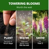 image:imageHOME GROWN Cosmos Bright Lights Mix Seeds  400 Cosmos Sulphureus for Planting Spring 2026 Refined Wildflower Herb Seed Mix Easy Grow Outdoor Flower Seeds for GardensFoxglove Excelsior