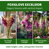 image:imageHOME GROWN Cosmos Bright Lights Mix Seeds  400 Cosmos Sulphureus for Planting Spring 2026 Refined Wildflower Herb Seed Mix Easy Grow Outdoor Flower Seeds for GardensFoxglove Excelsior