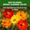 image:imageHOME GROWN Cosmos Bright Lights Mix Seeds  400 Cosmos Sulphureus for Planting Spring 2026 Refined Wildflower Herb Seed Mix Easy Grow Outdoor Flower Seeds for GardensCosmos Bright Lights
