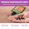 image:imageHOME GROWN Cosmos Bright Lights Mix Seeds  400 Cosmos Sulphureus for Planting Spring 2026 Refined Wildflower Herb Seed Mix Easy Grow Outdoor Flower Seeds for GardensSnapdragon Northern Lights