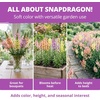 image:imageHOME GROWN Cosmos Bright Lights Mix Seeds  400 Cosmos Sulphureus for Planting Spring 2026 Refined Wildflower Herb Seed Mix Easy Grow Outdoor Flower Seeds for GardensSnapdragon Northern Lights