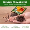 image:imageHOME GROWN Cosmos Bright Lights Mix Seeds  400 Cosmos Sulphureus for Planting Spring 2026 Refined Wildflower Herb Seed Mix Easy Grow Outdoor Flower Seeds for GardensCosmos Bright Lights