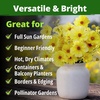 image:imageHOME GROWN Cosmos Bright Lights Mix Seeds  400 Cosmos Sulphureus for Planting Spring 2026 Refined Wildflower Herb Seed Mix Easy Grow Outdoor Flower Seeds for GardensCosmos Dwarf Lemon 2pack