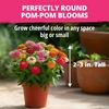 image:imageHOME GROWN Cosmos Bright Lights Mix Seeds  400 Cosmos Sulphureus for Planting Spring 2026 Refined Wildflower Herb Seed Mix Easy Grow Outdoor Flower Seeds for GardensZinnia Thumbelina 2pack