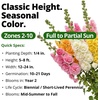 image:imageHOME GROWN Hollyhock Chaters Double Mix 100 Seeds 09g  Biennial Blooms Year 2 Double Flower Hollyhock Seeds for Planting Perennial Reseeding Cottage Garden USDA Zones 39 Alcea rosea
