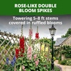 image:imageHOME GROWN Hollyhock Chaters Double Mix 100 Seeds 09g  Biennial Blooms Year 2 Double Flower Hollyhock Seeds for Planting Perennial Reseeding Cottage Garden USDA Zones 39 Alcea rosea