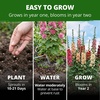 image:imageHOME GROWN Hollyhock Chaters Double Mix 100 Seeds 09g  Biennial Blooms Year 2 Double Flower Hollyhock Seeds for Planting Perennial Reseeding Cottage Garden USDA Zones 39 Alcea rosea