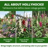image:imageHOME GROWN Hollyhock Chaters Double Mix 100 Seeds 09g  Biennial Blooms Year 2 Double Flower Hollyhock Seeds for Planting Perennial Reseeding Cottage Garden USDA Zones 39 Alcea rosea
