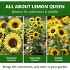 image:imageHOME GROWN Lemon Queen Sunflower Seeds for Planting Outdoors  100 Heirloom NonGMO Giant Sunflower Seeds to Plant OpenPollinated MultiBloom Cut Flowers Heat amp Drought Tolerant Helianthus annuus