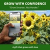 image:imageHOME GROWN Lemon Queen Sunflower Seeds for Planting Outdoors  100 Heirloom NonGMO Giant Sunflower Seeds to Plant OpenPollinated MultiBloom Cut Flowers Heat amp Drought Tolerant Helianthus annuus
