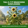 image:imageHOME GROWN Lemon Queen Sunflower Seeds for Planting Outdoors  100 Heirloom NonGMO Giant Sunflower Seeds to Plant OpenPollinated MultiBloom Cut Flowers Heat amp Drought Tolerant Helianthus annuus